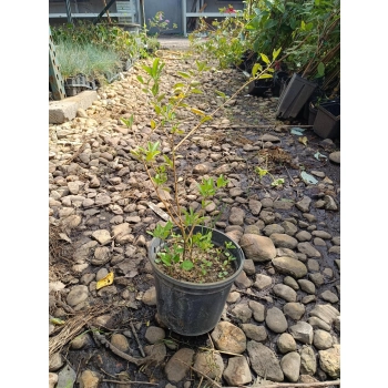 JAGODA GOJI - sadzonki 20 / 40 cm